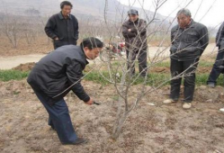 石榴树怎么剪枝视频