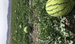 吃瓜爆料的真假如何辨别,真假难辨，如何慧眼识珠？